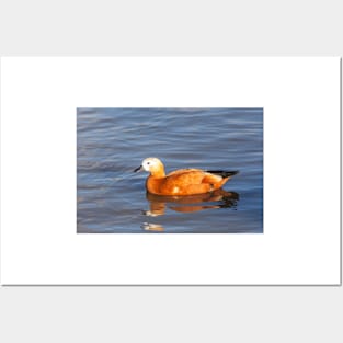 Female Ruddy Shelduck Posters and Art